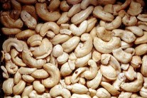 http://atrsolar.com/cashew.jpg